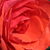 Narancssárga - Teahibrid rózsa - Ondella